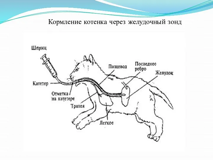 Кормление котенка через желудочный зонд