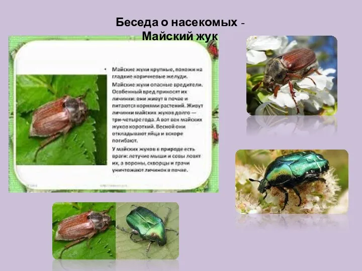 Беседа о насекомых - Майский жук