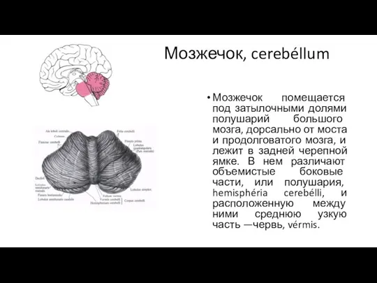 Мозжечок, cerebéllum Мозжечок помещается под затылочными долями полушарий большого мозга, дорсально
