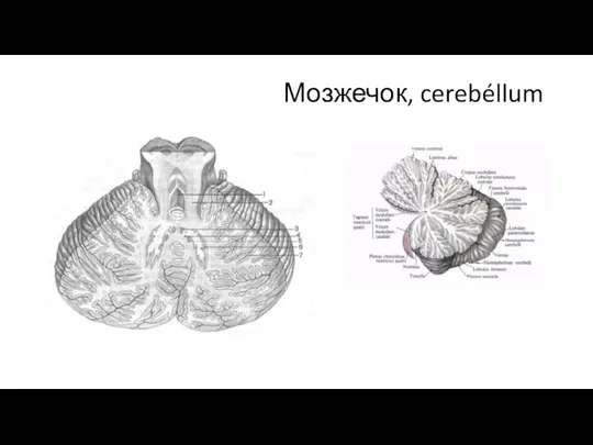 Мозжечок, cerebéllum