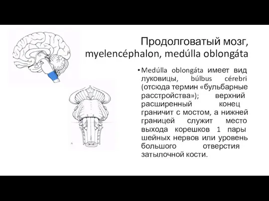 Продолговатый мозг, myelencéphalon, medúlla oblongáta Medúlla oblongáta имеет вид луковицы, búlbus