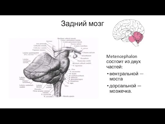 Задний мозг Metencephalon состоит из двух частей: вентральной — моста дорсальной — мозжечка.