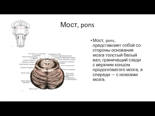 Мост, pons Мост, pons, представляет собой со стороны основания мозга толстый