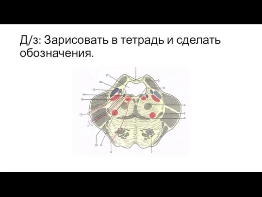 Д/з: Зарисовать в тетрадь и сделать обозначения.