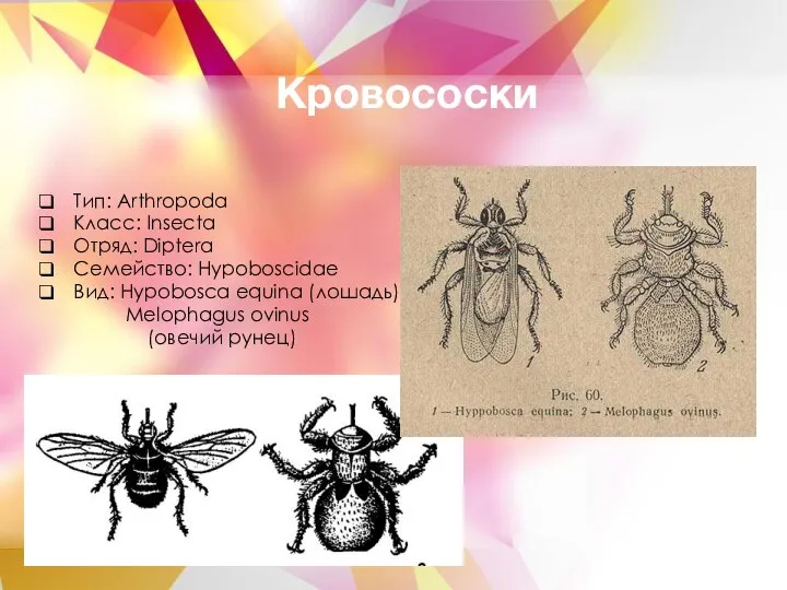 Кровососки Тип: Arthropoda Класс: Insecta Отряд: Diptera Семейство: Hypoboscidae Вид: Hypobosca