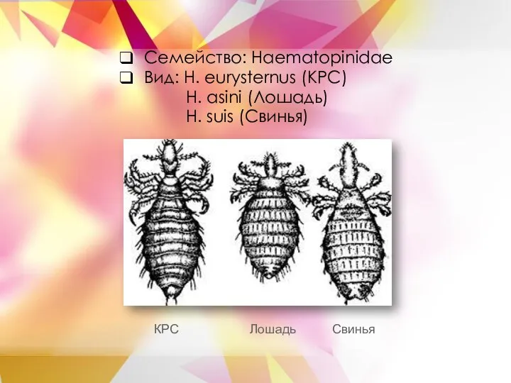 Семейство: Haematopinidae Вид: H. eurysternus (КРС) H. asini (Лошадь) H. suis (Свинья) КРС Лошадь Свинья