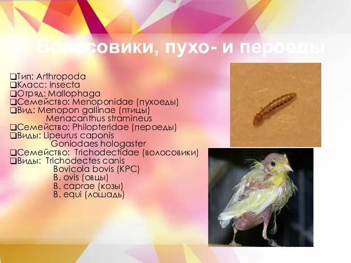 Тип: Arthropoda Класс: Insecta Отряд: Mallophaga Семейство: Menoponidae (пухоеды) Вид: Menopon