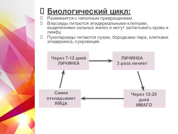 Биологический цикл: Развивается с неполным превращением. Власоеды питаются эпидермальными клетками, выделениями