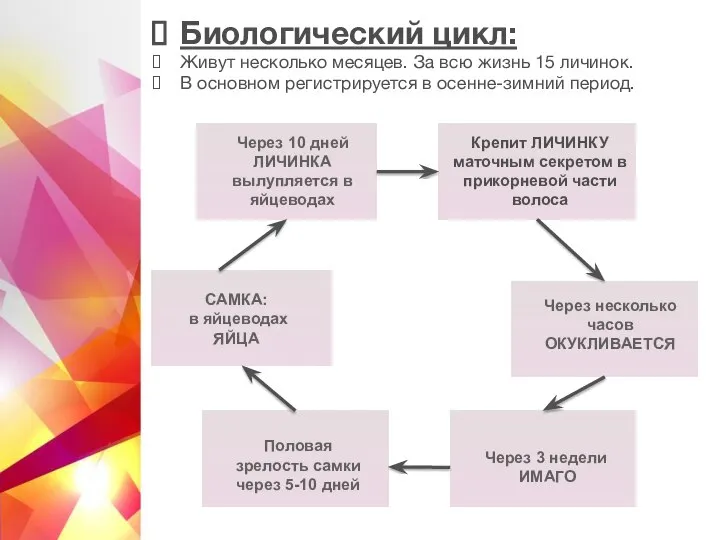 Биологический цикл: Живут несколько месяцев. За всю жизнь 15 личинок. В основном регистрируется в осенне-зимний период.