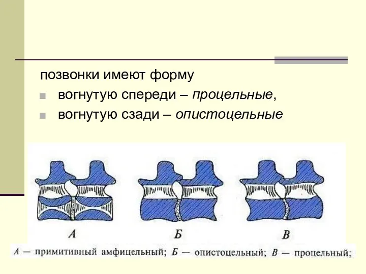 позвонки имеют форму вогнутую спереди – процельные, вогнутую сзади – опистоцельные