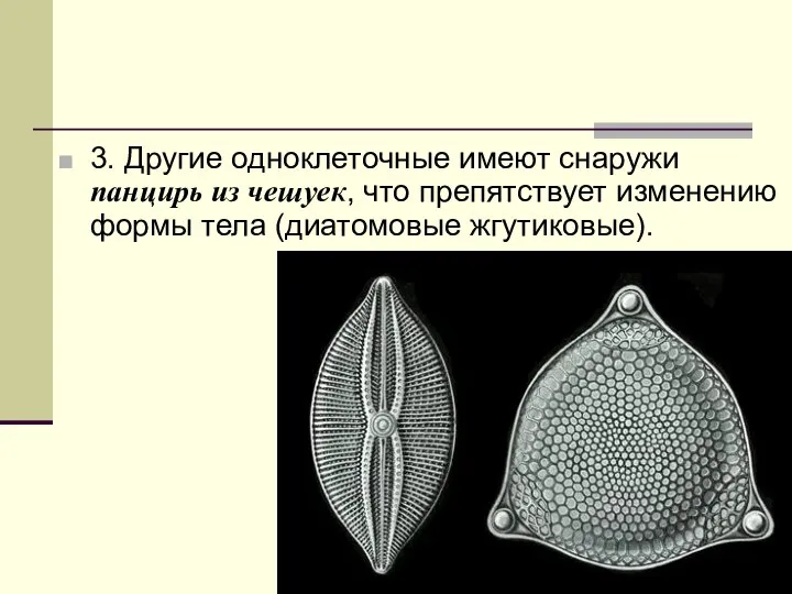 3. Другие одноклеточные имеют снаружи панцирь из чешуек, что препятствует изменению формы тела (диатомовые жгутиковые).