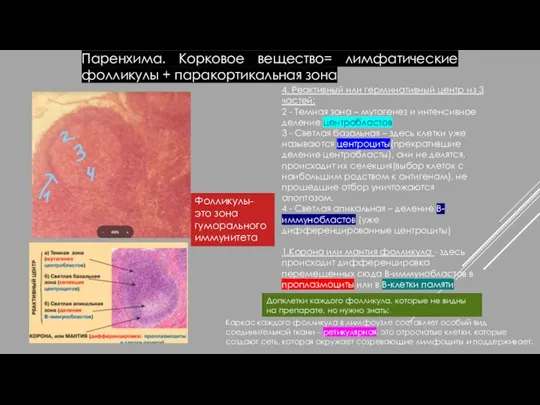 Паренхима. Корковое вещество= лимфатические фолликулы + паракортикальная зона 4. Реактивный или