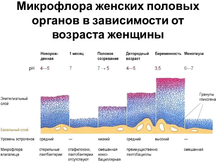 Микрофлора женских половых органов в зависимости от возраста женщины