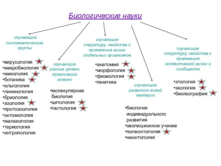 Биологические науки изучающие систематические группы изучающие разные уровни организации живого изучающие