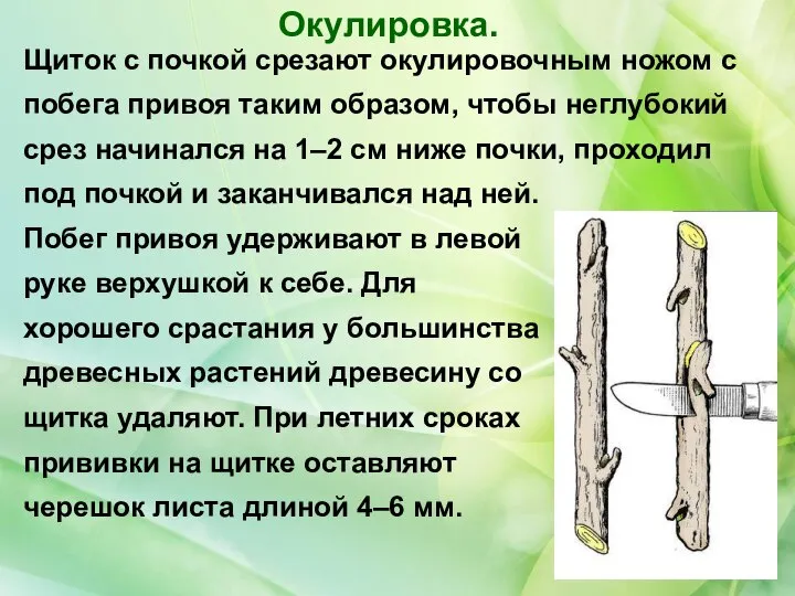 Щиток с почкой срезают окулировочным ножом с побега привоя таким образом,