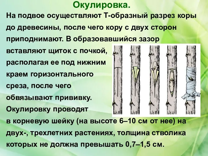 На подвое осуществляют Т-образный разрез коры до древесины, после чего кору