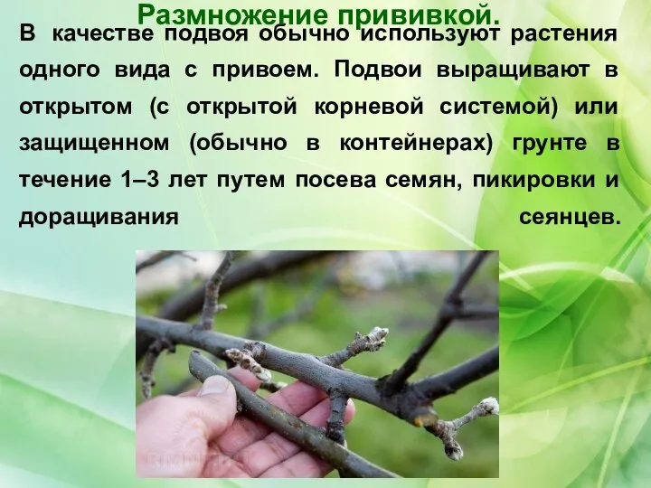 В качестве подвоя обычно используют растения одного вида с привоем. Подвои