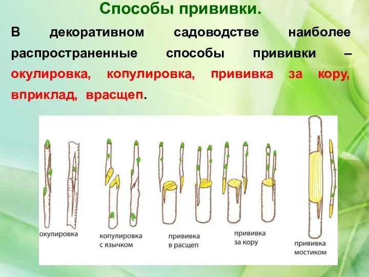 В декоративном садоводстве наиболее распространенные способы прививки – окулировка, копулировка, прививка