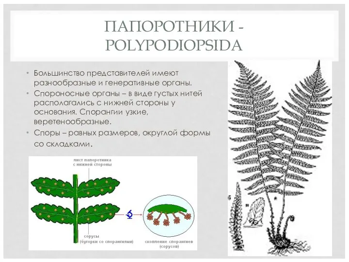 ПАПОРОТНИКИ - POLYPODIOPSIDA Большинство представителей имеют разнообразные и генеративные органы. Спороносные