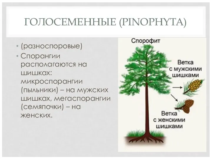 ГОЛОСЕМЕННЫЕ (PINOPHYTA) (разноспоровые) Спорангии располагаются на шишках: микроспорангии (пыльники) – на