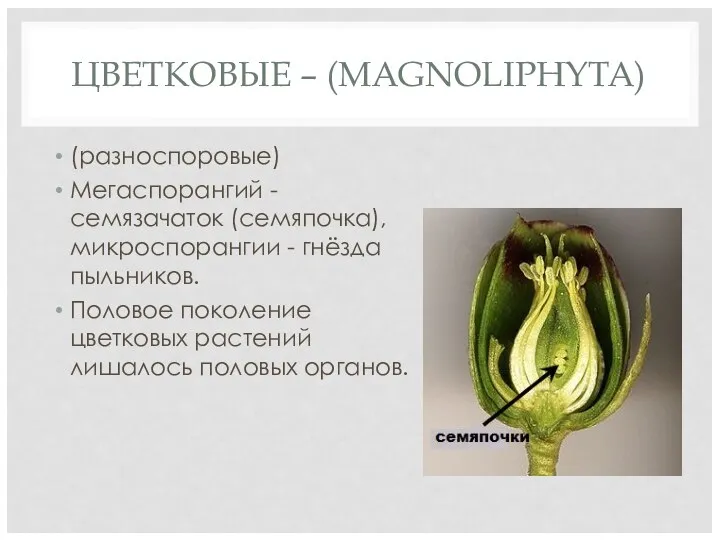 ЦВЕТКОВЫЕ – (MAGNOLIPHYTA) (разноспоровые) Мегаспорангий - семязачаток (семяпочка), микроспорангии - гнёзда