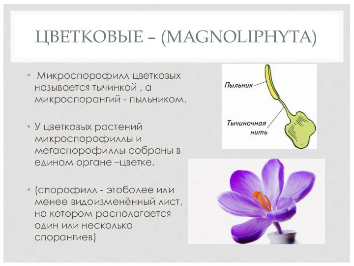 ЦВЕТКОВЫЕ – (MAGNOLIPHYTA) Микроспорофилл цветковых называется тычинкой , а микроспорангий -