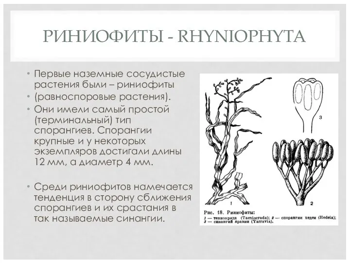 РИНИОФИТЫ - RHYNIOPHYTA Первые наземные сосудистые растения были – риниофиты (равноспоровые