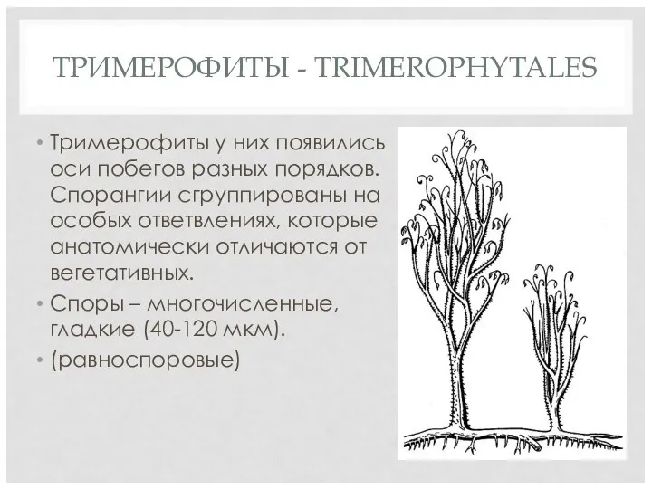 ТРИМЕРОФИТЫ - TRIMEROPHYTALES Тримерофиты у них появились оси побегов разных порядков.