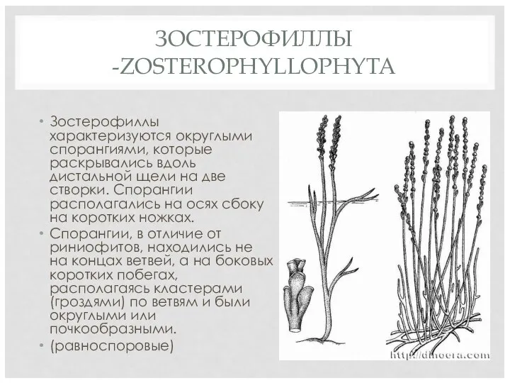 ЗОСТЕРОФИЛЛЫ -ZOSTEROPHYLLOPHYTA Зостерофиллы характеризуются округлыми спорангиями, которые раскрывались вдоль дистальной щели