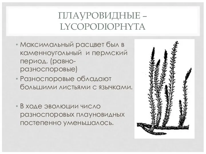 ПЛАУРОВИДНЫЕ – LYCOPODIOPHYTA Максимальный расцвет был в каменноугольный и пермский период.