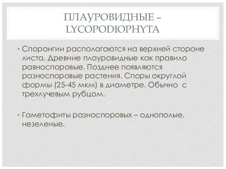 ПЛАУРОВИДНЫЕ – LYCOPODIOPHYTA Спорангии располагаются на верхней стороне листа. Древние плауровидные