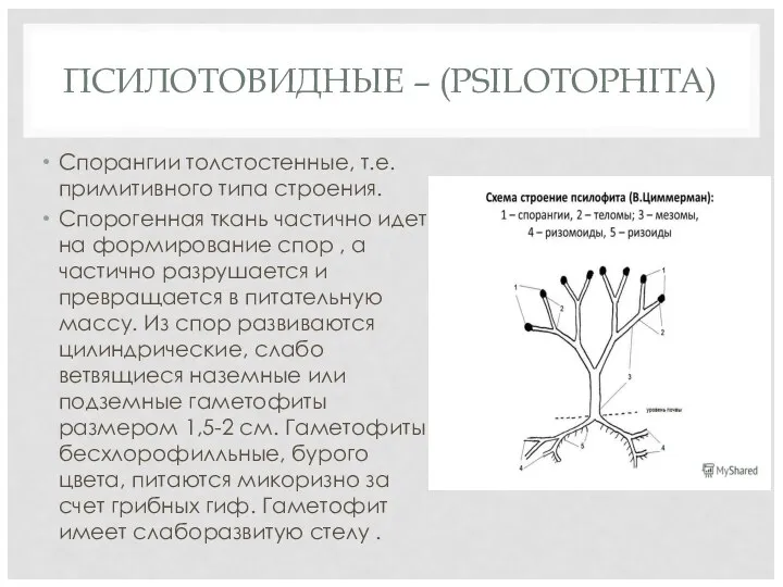 ПСИЛОТОВИДНЫЕ – (PSILOTOPHITA) Спорангии толстостенные, т.е. примитивного типа строения. Спорогенная ткань