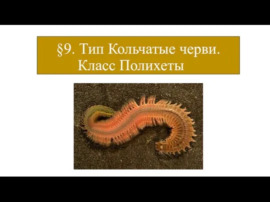 §9. Тип Кольчатые черви. Класс Полихеты