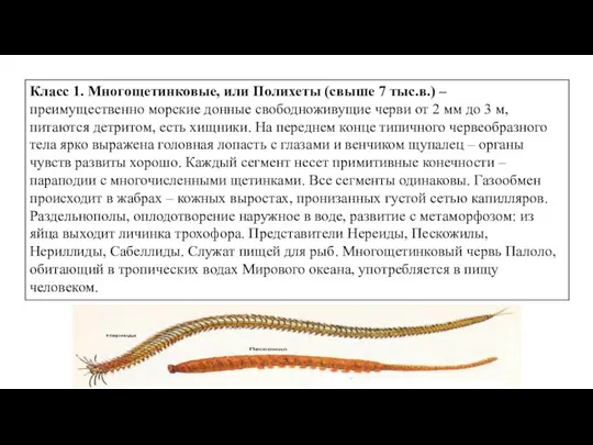 Класс 1. Многощетинковые, или Полихеты (свыше 7 тыс.в.) – преимущественно морские