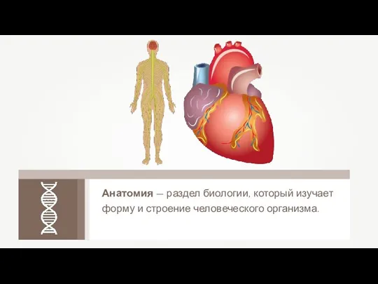 Анатомия — раздел биологии, который изучает форму и строение человеческого организма.