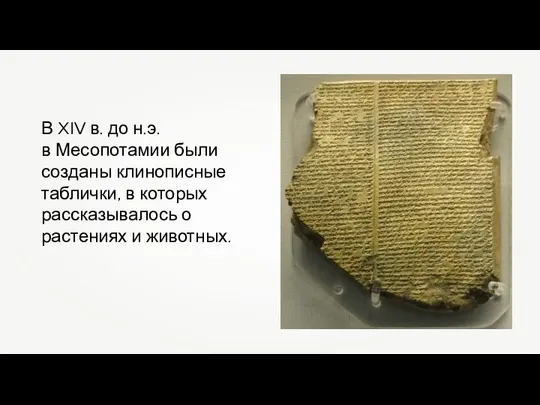 В XIV в. до н.э. в Месопотамии были созданы клинописные таблички,