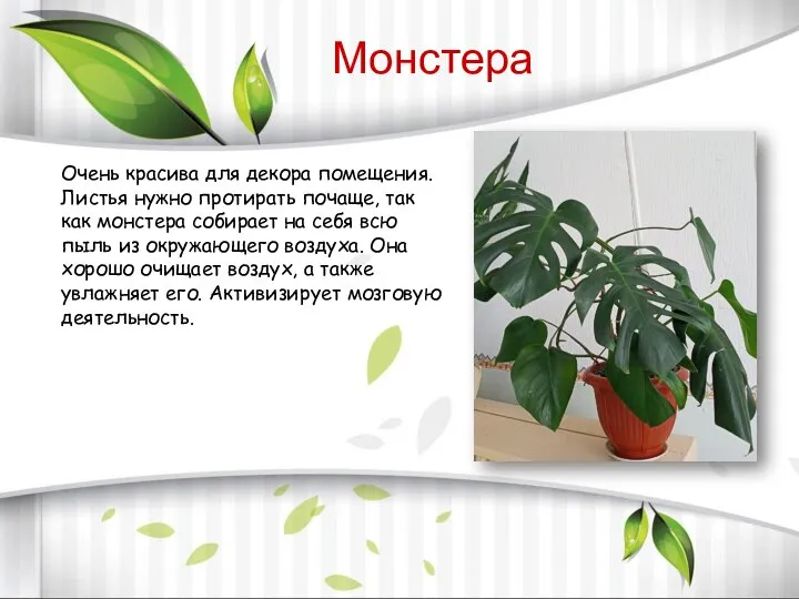 Очень красива для декора помещения. Листья нужно протирать почаще, так как