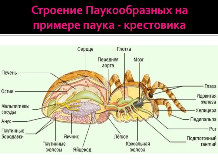 Строение Паукообразных на примере паука - крестовика