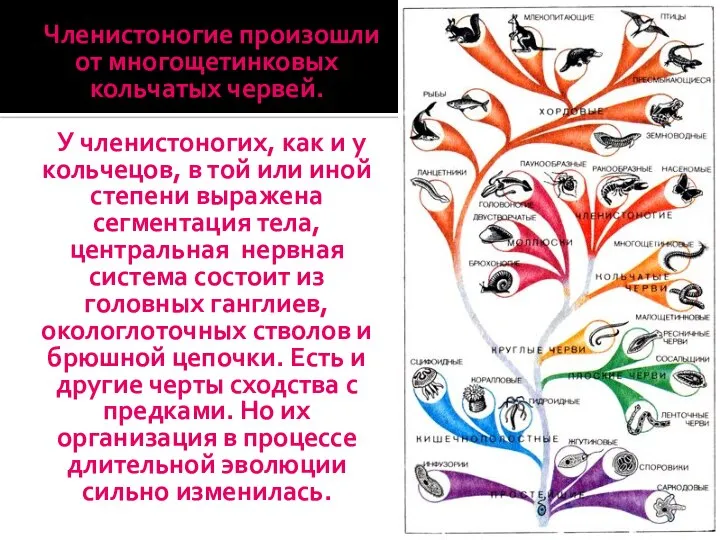 Членистоногие произошли от многощетинковых кольчатых червей. У членистоногих, как и у