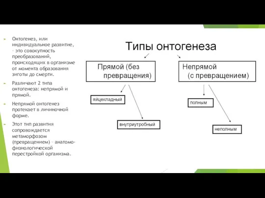 Онтогенез, или индивидуальное развитие, – это совокупность преобразований, происходящих в организме