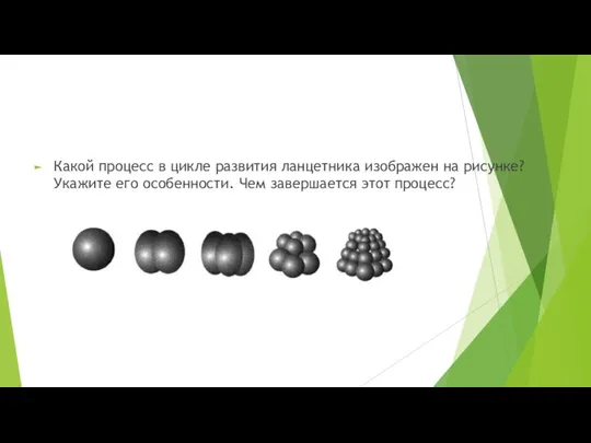 Какой процесс в цикле развития ланцетника изображен на рисунке? Укажите его особенности. Чем завершается этот процесс?