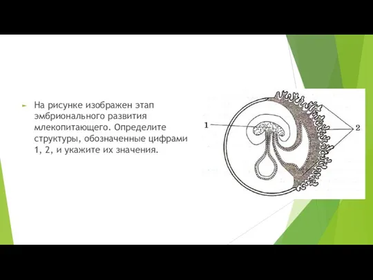 На рисунке изображен этап эмбрионального развития млекопитающего. Определите структуры, обозначенные цифрами