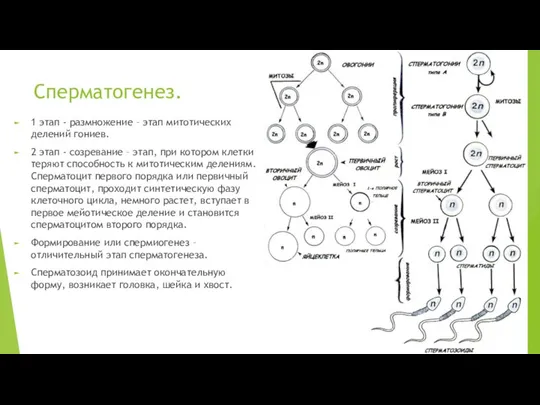 Сперматогенез. 1 этап - размножение – этап митотических делений гониев. 2