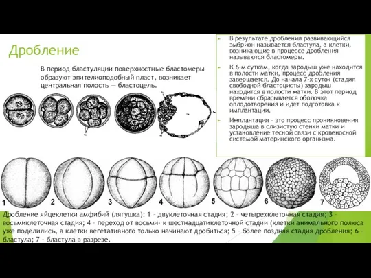 Дробление В результате дробления развивающийся эмбрион называется бластула, а клетки, возникающие