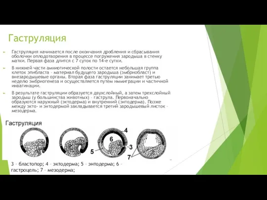 Гаструляция Гаструляция начинается после окончания дробления и сбрасывания оболочки оплодотворения в