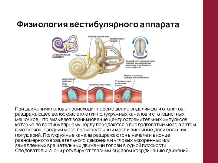 Физиология вестибулярного аппарата При движениях головы происходит перемещение эндолимфы и отолитов,