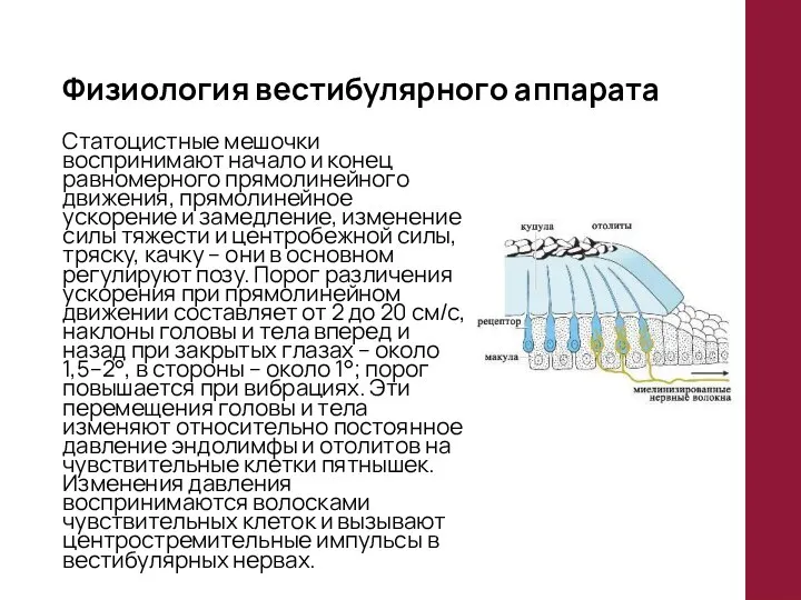 Физиология вестибулярного аппарата Статоцистные мешочки воспринимают начало и конец равномерного прямолинейного