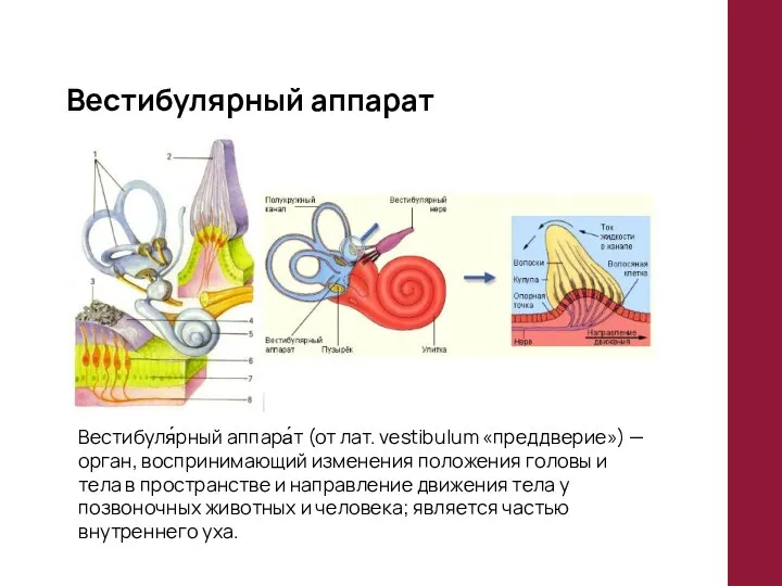 Вестибулярный аппарат Вестибуля́рный аппара́т (от лат. vestibulum «преддверие») — орган, воспринимающий