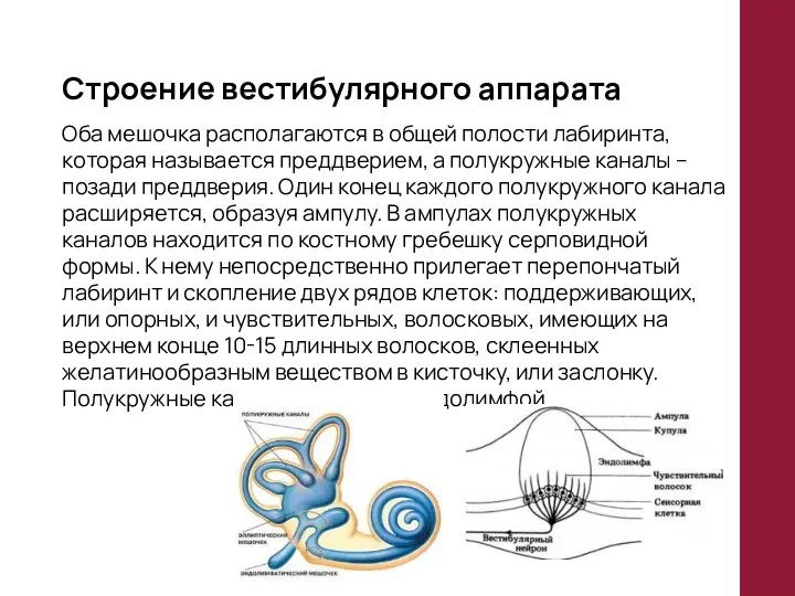 Строение вестибулярного аппарата Оба мешочка располагаются в общей полости лабиринта, которая