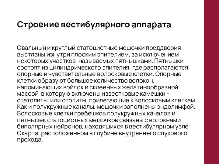 Строение вестибулярного аппарата Овальный и круглый статоцистные мешочки преддверия выстланы изнутри